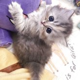 マンチカン(長足)