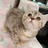 マンチカン(長足)【兵庫県・女の子・2024年11月16日・ブラウンパッチドタビー】の写真1「ウルウルお目目がチャームポイント♡」