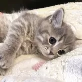 マンチカン(長足)【兵庫県・男の子・2025年7月25日・ブルータビー】の写真5「ころりんっ」