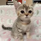 マンチカン(長足)【兵庫県・女の子・2024年11月16日・ブラウンパッチドタビー】の写真5