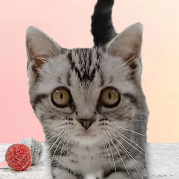 ID：2405-03772の子猫