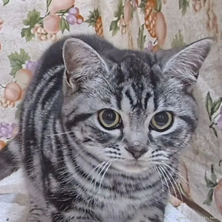 ID：2302-01277の子猫