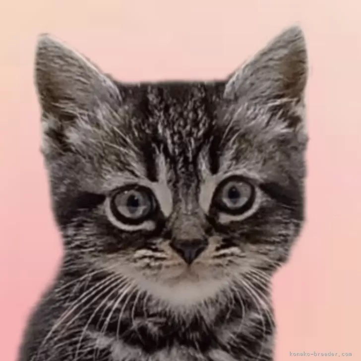 ID:2404-00964の子猫