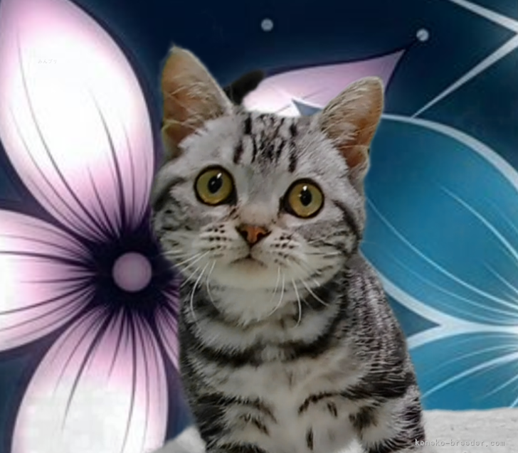 アメリカンショートヘア【・女の子・2022年10月24日・シルバータビー】