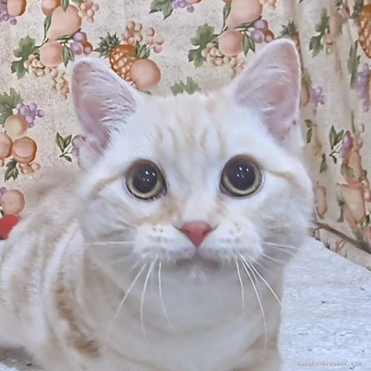 ID：2302-00132の子猫