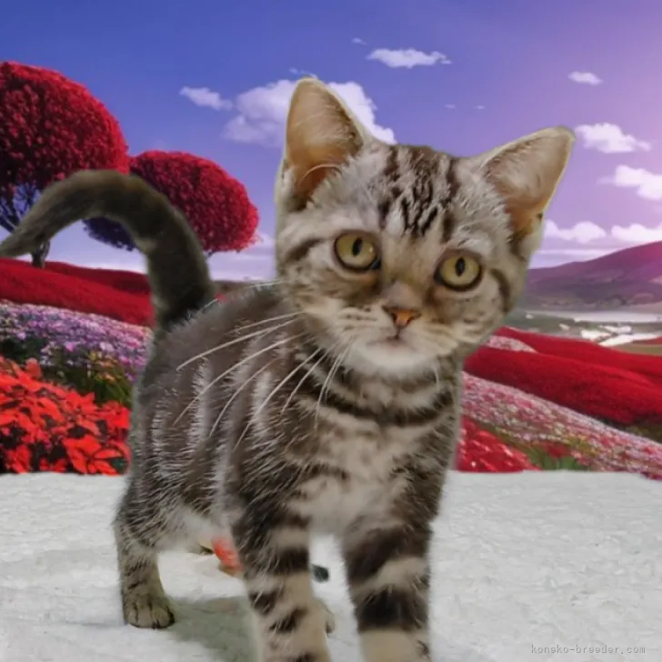 ID：2310-02406の子猫