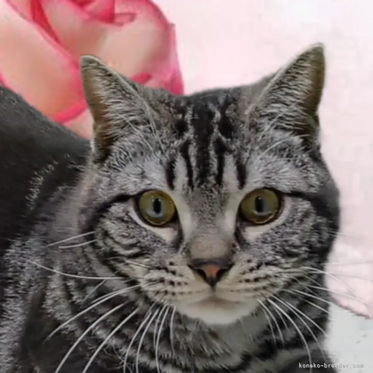 ID：2304-01850の子猫