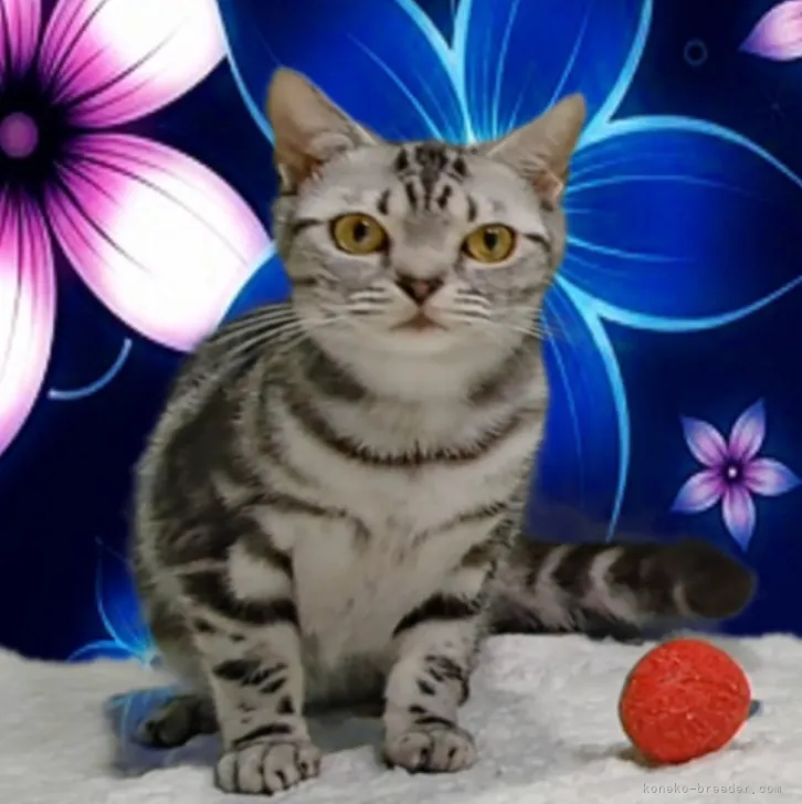ID:2306-02163の子猫