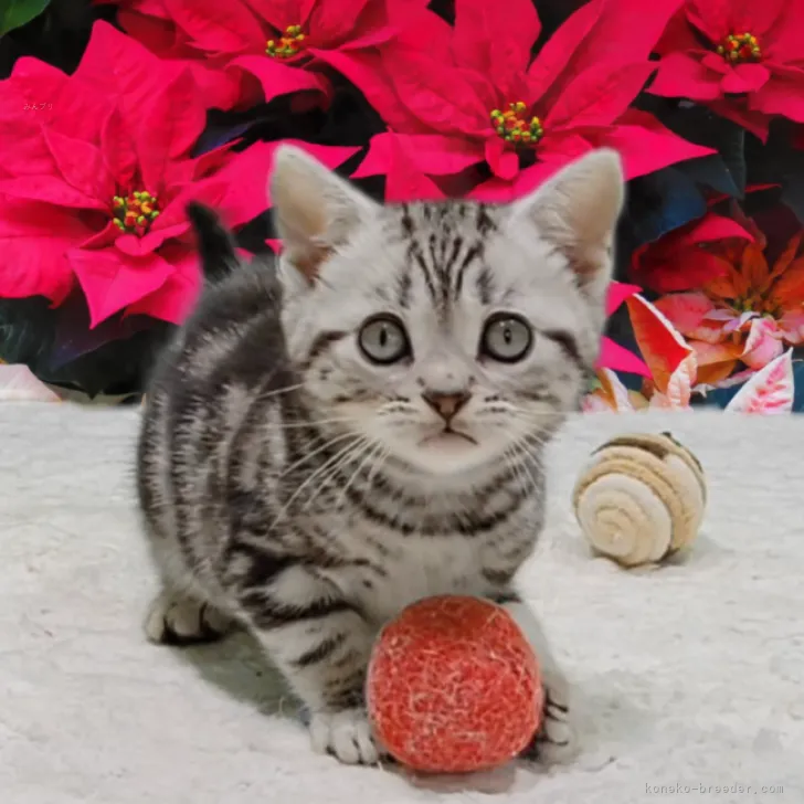 ID:2311-02129の子猫