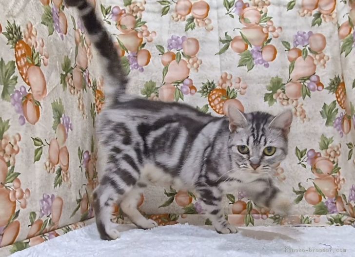 アメリカンショートヘア【・女の子・2020年11月26日・シルバータビー】