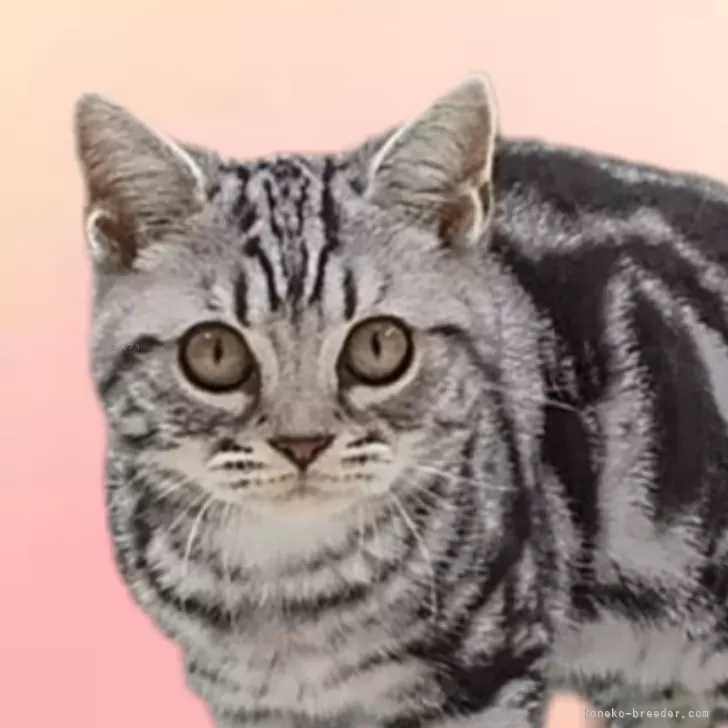 ID：2401-01310の子猫