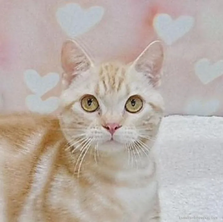 ID：2208-01109の子猫