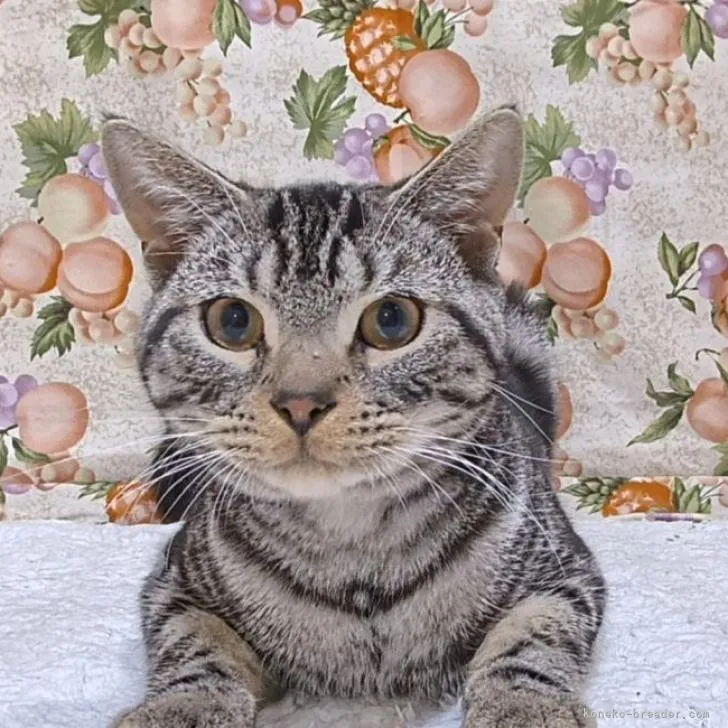 ID：2211-00263の子猫