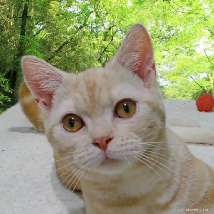 ID：2305-01157の子猫
