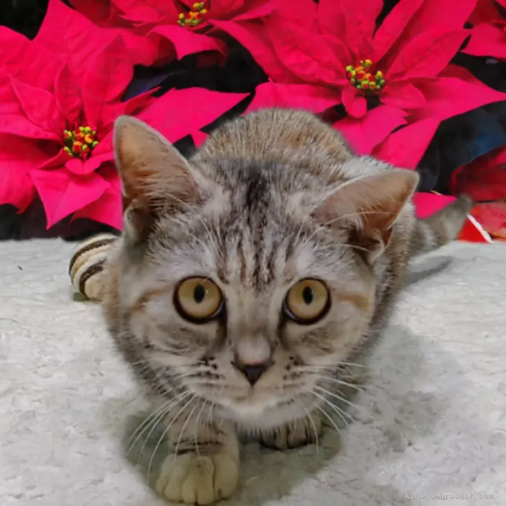 ID：2311-02021の子猫