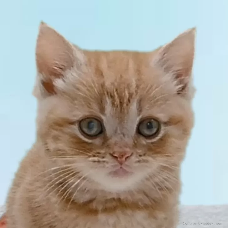 ID:2404-00681の子猫