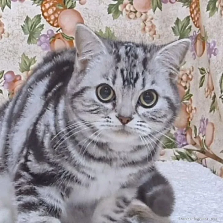 ID:2301-01878の子猫