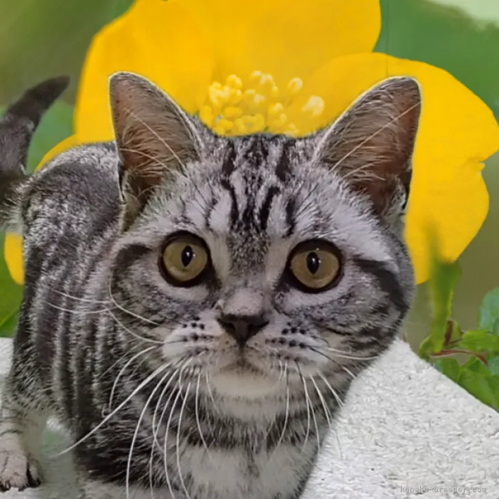 ID:2305-00927の子猫