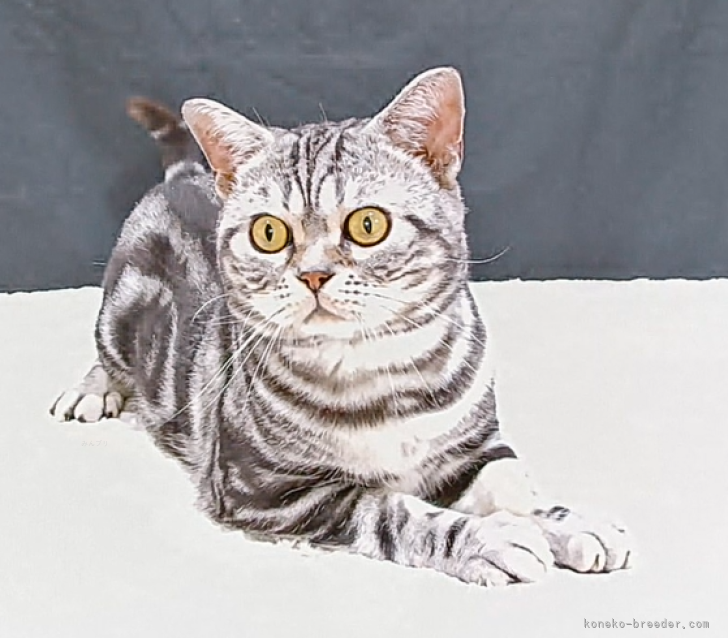 アメリカンショートヘア【・男の子・2022年3月21日・シルバータビー】