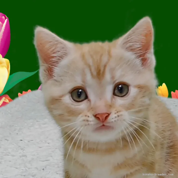 ID：2304-02230の子猫