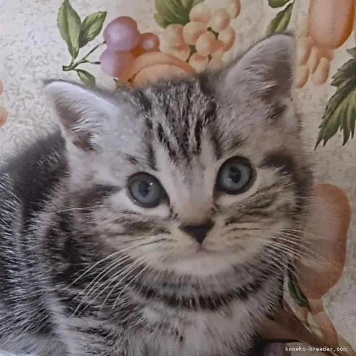 ID:2302-01011の子猫