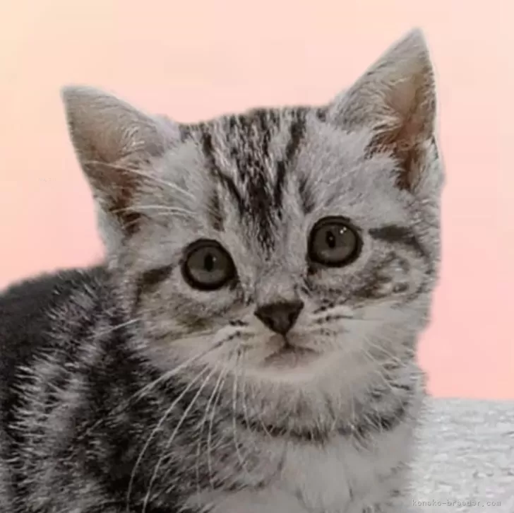 ID:2404-01072の子猫