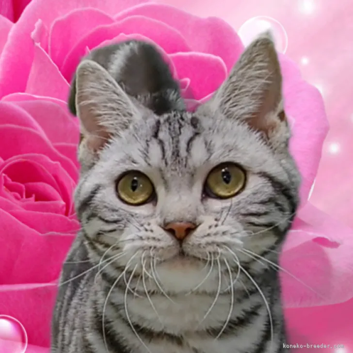 ID:2304-00865の子猫