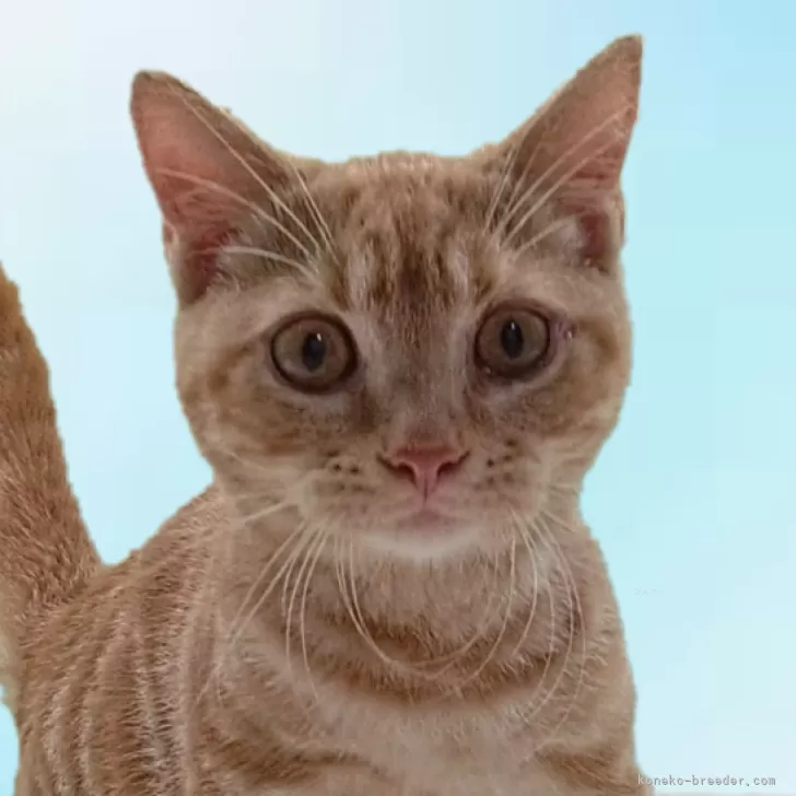ID：2409-02118の子猫