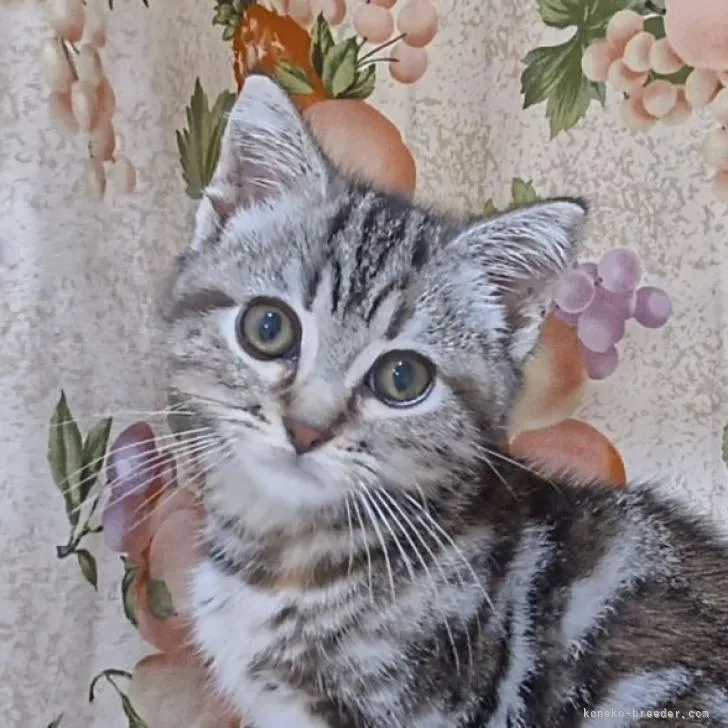 ID：2212-00106の子猫