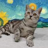 アメリカンショートヘア【栃木県・男の子・2022年10月25日・シルバータビー】の写真1