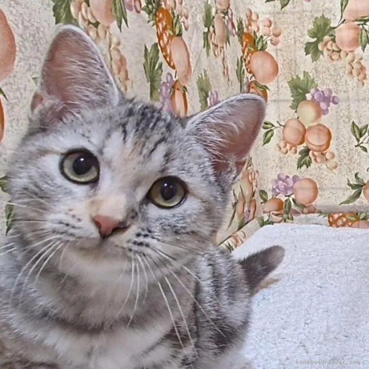 ID:2210-00028の子猫