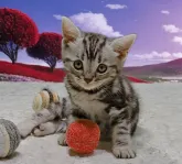 アメリカンショートヘア【栃木県・男の子・2023年7月10日・シルバータビー】の写真2