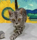 アメリカンショートヘア【栃木県・男の子・2022年10月25日・シルバータビー】の写真3