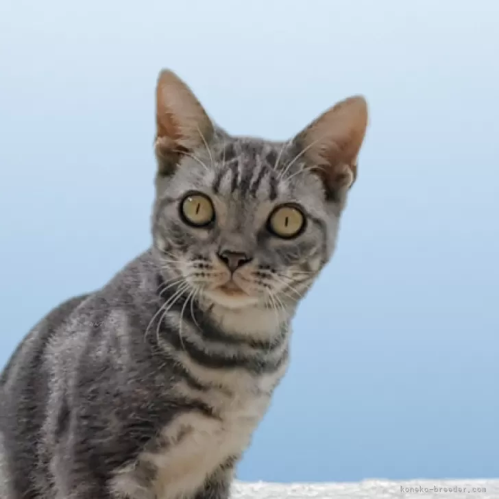 アメリカンショートヘア【栃木県・男の子・2025年3月30日・ブルータビー】の写真1