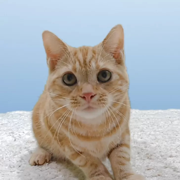 アメリカンショートヘア【栃木県・男の子・2025年3月10日・レッドタビー】の写真1