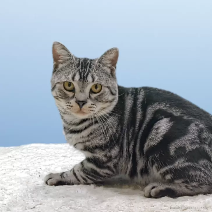 ID：2510-02506の子猫