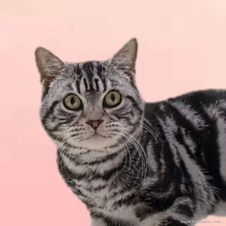 ID：2502-01617の子猫