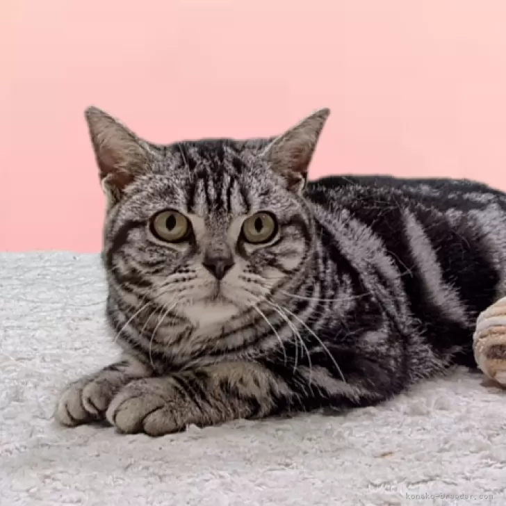 ID：2505-01166の子猫