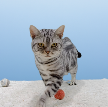 アメリカンショートヘア【栃木県・男の子・2024年8月8日・シルバータビー】の写真「ゴロゴロ音に包まれて、心ほどける毎日を」