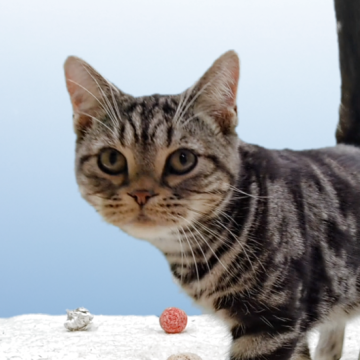 アメリカンショートヘア【栃木県・男の子・2025年4月21日・シルバータビー】の写真「ゴロゴロ音に包まれて、心ほどける毎日を」