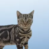 アメリカンショートヘア