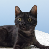 アメリカンショートヘア