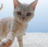 アメリカンショートヘア