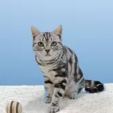 アメリカンショートヘア