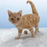 アメリカンショートヘア【栃木県・男の子・2025年3月10日・レッドタビー】の写真2