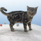 アメリカンショートヘア【栃木県・女の子・2025年3月30日・ブラウンタビー】の写真2