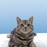 アメリカンショートヘア【栃木県・男の子・2024年6月20日・シルバタビー】の写真3