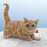 アメリカンショートヘア【栃木県・男の子・2025年3月10日・レッドタビー】の写真3