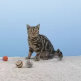 アメリカンショートヘア【栃木県・女の子・2025年3月30日・ブラウンタビー】の写真3