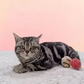 アメリカンショートヘア【栃木県・男の子・2024年7月7日・シルバタビー】の写真3